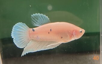 Bojovnica pestra long tail, shorttail,samec - 2