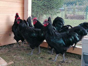 Australorpka čierna - kohút - 2