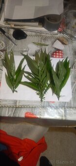 Akvarijne rastlinky z prestrihu - 2