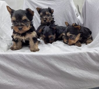 Yorkshirsky terier - 2