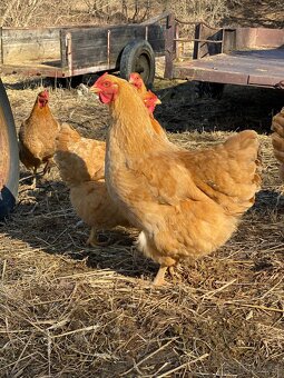 Oravka žltohnedá- násadové vajíčka - 2