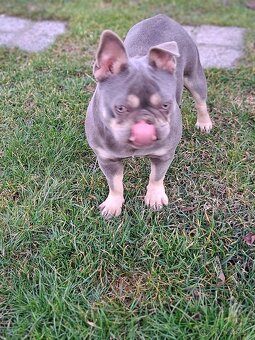 Francúzsky buldoček blue tan sučka - 2