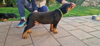 Predam steniatko Rottweilera, rotvajlera, rottvajlera,rotti, - 2