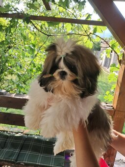 Shih tzu s PP / shi-tzu / shihtzu - 2