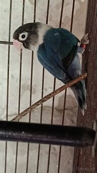 Agapornis - 2