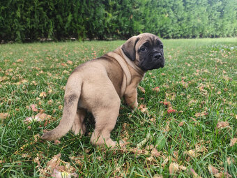 Bullmastiff - 2