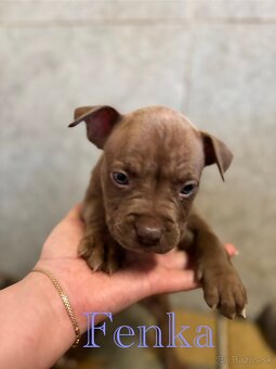 American Bully - 2