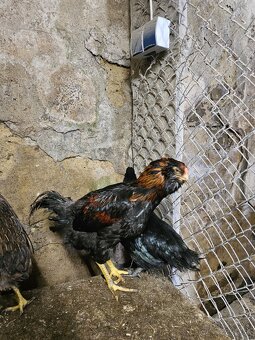 Kohutik araucana - 2