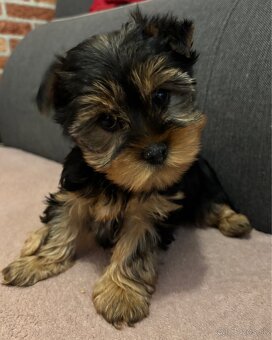 Yorkshire terrier - 2