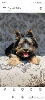 Yorkshire Biewer Terrier - 2