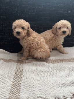 Pudel Toy/trpaslik - 2