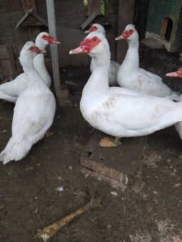 Kačica pižmová - 2