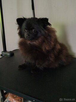 Predám fenku pomeranian - 2