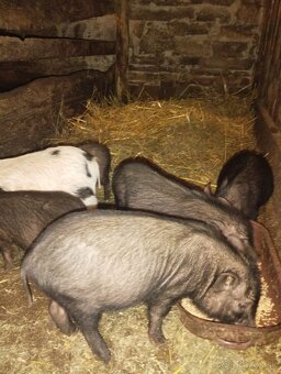 Vietnamske prasiatka - 2