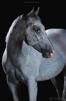 Všestranný Appaloosa na predaj - 2