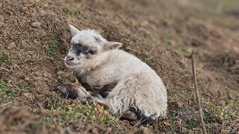 Ouessantské Mini Ovečky // Jahničky - Výmena - 2