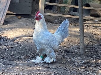 Milflerka isabela - 2