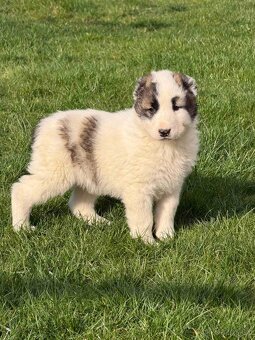 Stredoázijského ovčiaka - 2