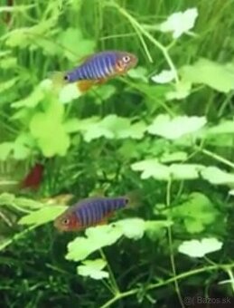 Predam Razbora Barmska - Danio Erythromicron - 2