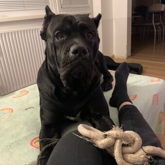 Pes plemeno Cane corso - 2