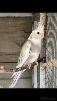 Korely - 2