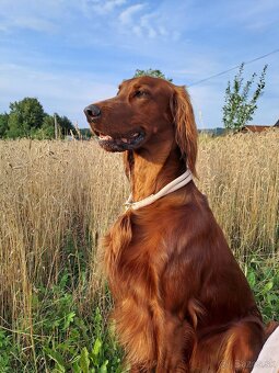 Írsky seter – šteniatka s PP na predaj - 2