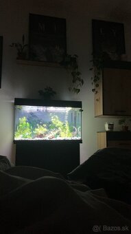 Akvarium, rybičky, rastlinky - 2
