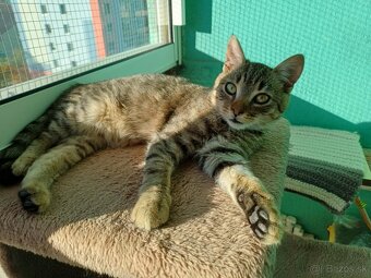 Darujeme kocúrika - 2