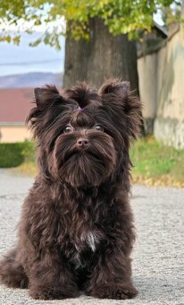 York,Yorkshire terrier-choco - 2