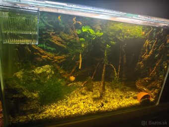 Akbarium +rybky+krevety - 2