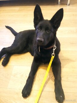 Nemecky ovciak PP vel - 2