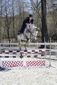 Predám žrebnú kobylu - 2