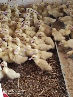 Husokačky, husy, perličky - 2