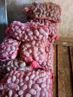 Zemiaky Queen anna - 2