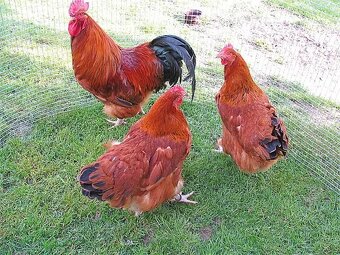 Kuriatka - Hempšírka – Ryšavá kráľovná znášky - 2