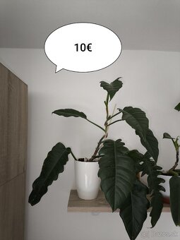 Izbové rastliny - 2