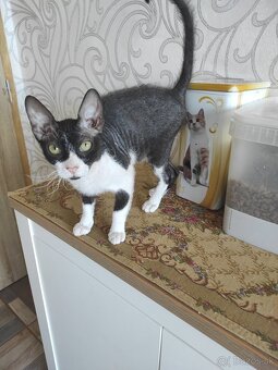 Don sphynx kocúrik s PP - 2