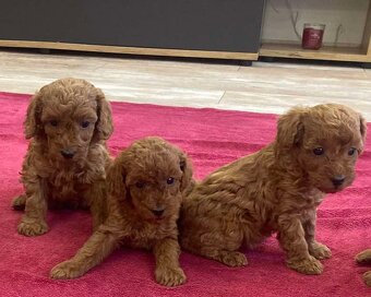 Toy Pudel red chalpec/fenka - 2