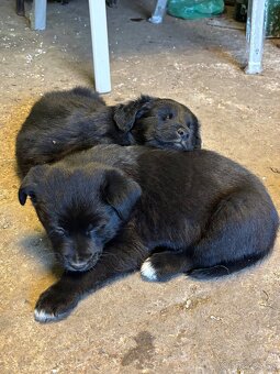 Darujem štaniatka🐾 - 2