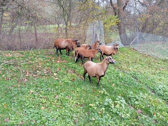 Predám kamerunské barančeky - 2