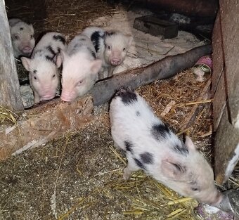 Gottingenské miniprasiatka - 2