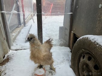 Francúzske barany - 2