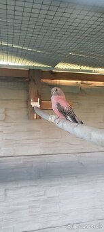 Neofema Bourkova - 2