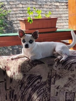 Ponúkam psa na krytie - 2