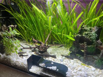 Prísavník obyčajný - 2