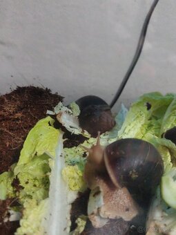 Achatina africké slimáky - 2