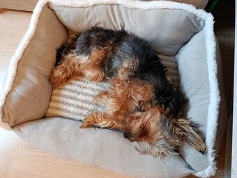 Jorkšírsky teriér - 2