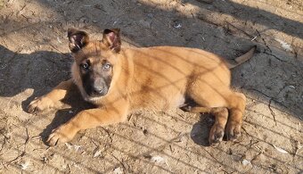 Belgický ovciak malinois - 2