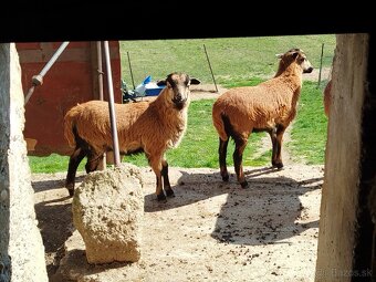 Predám kamerunské ovce - 2