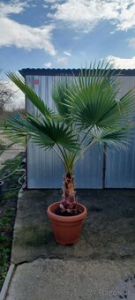 Washingtonia robusta - pálma, pálmy - 2